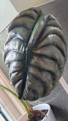 Cancer Support Thread 97: support for those diagnosed and going through treatment