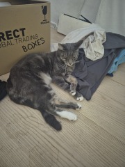 My cat meows every minute that she is awake. It’s driving me insane