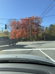 The Bluestocking, where the short days shorten and the oaks are brown