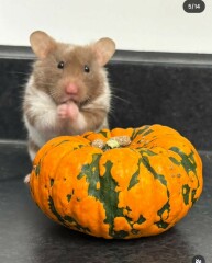 The Bluestocking - Raiders of the Lost Sparp