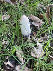 Come and tell us your dull and unexciting news 34: Calmly through the day