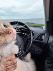 The Nigel Slater Christmas Chronicles Readalong 2025