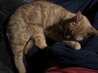 Scottish Tourism - the Excellent Cats debate Gizmo's suitability as a top influencer