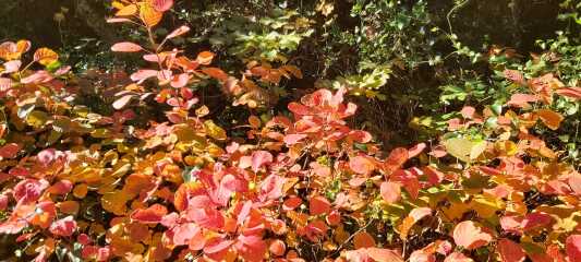 The Nigel Slater Christmas Chronicles Readalong 2025