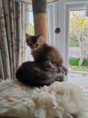 Talk to me about adopting 2 cats instead of one