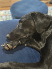 Beyond Adolescence - a thread to chat about grown up dogs, cake and anything else, excluding coffee.