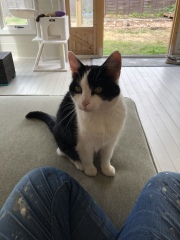 Scottish Tourism - the Excellent Cats debate Gizmo's suitability as a top influencer