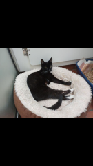 Getting a rescue cat but have one or two concerns