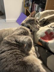 Pampered, Persian, Princess Penelope