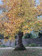 The Nigel Slater Christmas Chronicles Readalong 2025