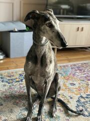 To ignore this greyhound?