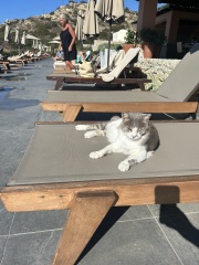 Holiday cats