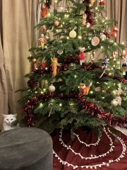 I am thinking of getting a kitten / cat…