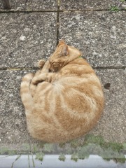 Scottish Tourism - the Excellent Cats debate Gizmo's suitability as a top influencer