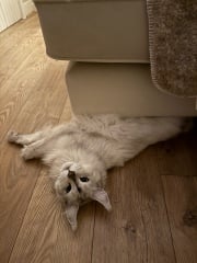 Scottish Tourism - the Excellent Cats debate Gizmo's suitability as a top influencer
