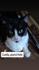 Scottish Tourism - the Excellent Cats debate Gizmo's suitability as a top influencer