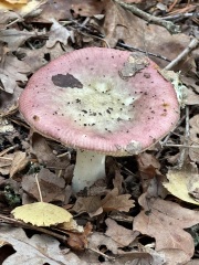 Year round Nigel Slater discussion thread Part 2