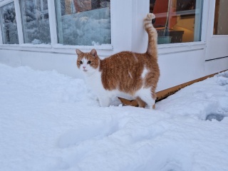 Scottish Tourism - the Excellent Cats debate Gizmo's suitability as a top influencer