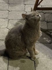 Scottish Tourism - the Excellent Cats debate Gizmo's suitability as a top influencer