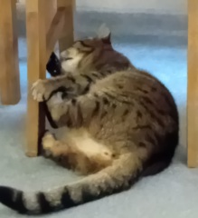 Scottish Tourism - the Excellent Cats debate Gizmo's suitability as a top influencer