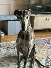 To ignore this greyhound?