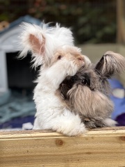 TRAs online attack on a bunny rescue