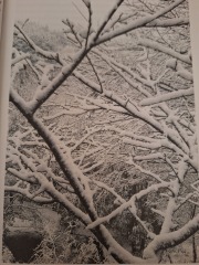 The Nigel Slater Christmas Chronicles Readalong 2025