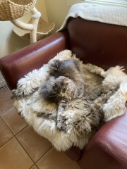 Scottish Tourism - the Excellent Cats debate Gizmo's suitability as a top influencer