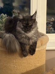 Scottish Tourism - the Excellent Cats debate Gizmo's suitability as a top influencer