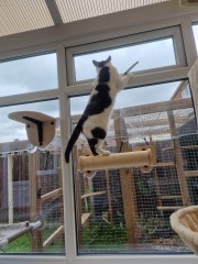 Indoor vs Outdoor cat