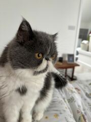 Pampered, Persian, Princess Penelope