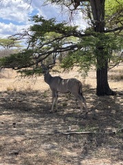 Tanzania safari & Zanzibar