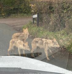 What type of dog are these?