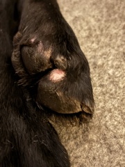 How to treat a sore on paw picture attached