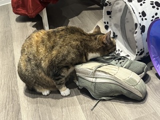 Scottish Tourism - the Excellent Cats debate Gizmo's suitability as a top influencer