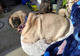 Scales so different?! Dog weight loss