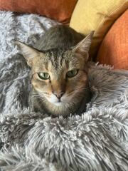 Introducing Marvin the Mau