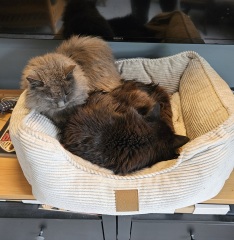 Talk to me about adopting 2 cats instead of one