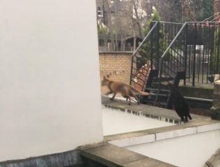 Can foxes hurt cats?