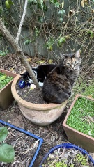 Scottish Tourism - the Excellent Cats debate Gizmo's suitability as a top influencer