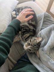 Missing Cat - Any Happy Outcomes?
