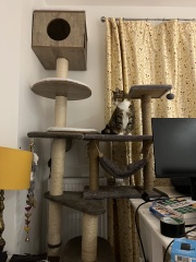 Scottish Tourism - the Excellent Cats debate Gizmo's suitability as a top influencer