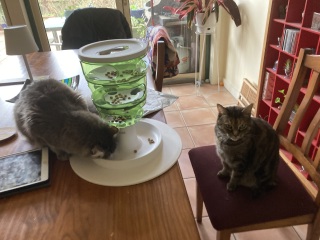 Scottish Tourism - the Excellent Cats debate Gizmo's suitability as a top influencer