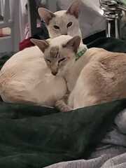 What  to do with cats at Christmas