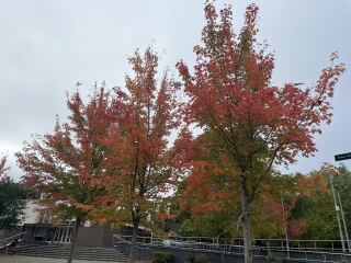 How are the trees near you looking?