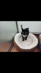 Getting a rescue cat but have one or two concerns