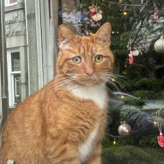 Kitten and Christmas tree