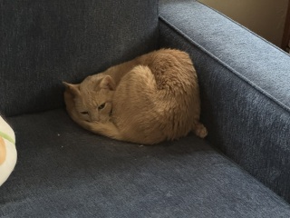 Come and tell us your dull and unexciting news 34: Calmly through the day