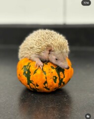 The Bluestocking - Raiders of the Lost Sparp