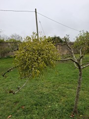 The Nigel Slater Christmas Chronicles Readalong 2025